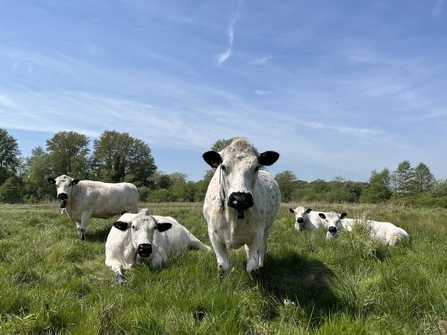 A group of British white cattle at Sweet Briar on a sunny day. They look like a pop group on an album cover. 