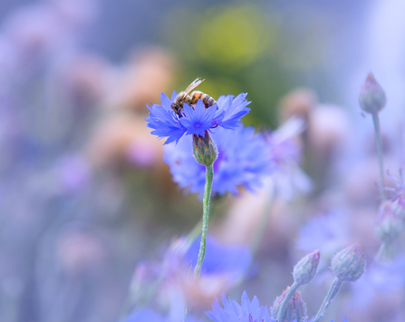 A bee nestled in a sapphire cornflower. 