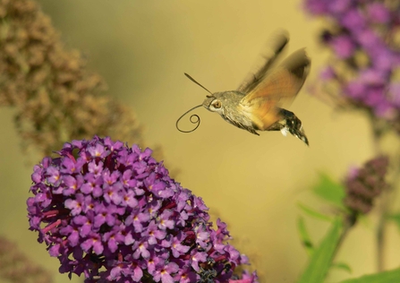 A hummingbird hawk-moth flittering towards the cluster of purple flowers on a buddleja plant.