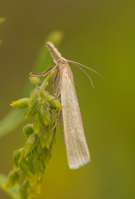A micro-moth on a stem of grass