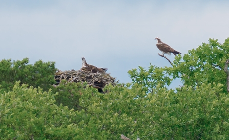 Two osprey with their chick in a nest on top of a tree