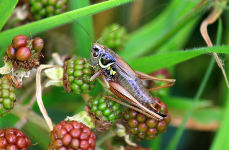 A Roesel's bush cricket on blackberry brambles