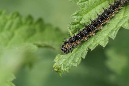 A black, spikey small tortoiseshell caterpillar on nettle leaf 