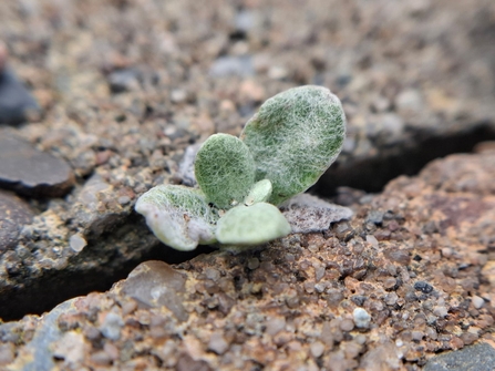 Tiny hairy, waxy green leaves growing out a crack in the pavement. 