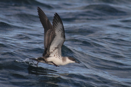 A great shearwater flying over the ocean