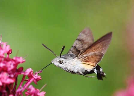 A hummingbird hawk-moth feeding from a flower