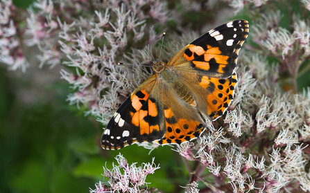 A painted lady butterfly on a plant