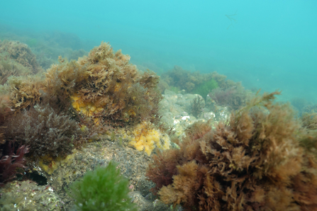 Sponges on Cromer chalk reef