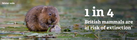 A water vole munches on a leaf behind text reading 1 in 4 British mammals are at risk of extinction