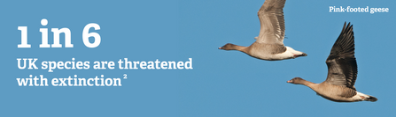 Two pink-footed geese fly next to the words 1 in 6 UK species are threatened with extinction