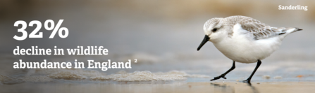 A sanderling with the words 32 percent decline in wildlife abundance in England