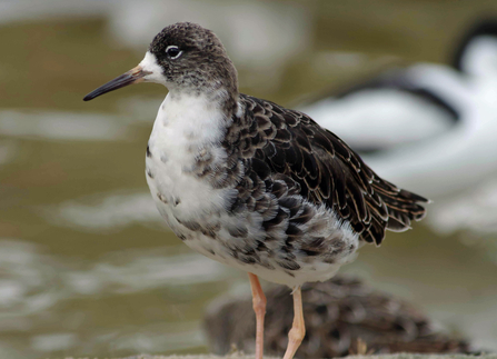 A bird with black and white feathers, a short straight bill and pale legs. 