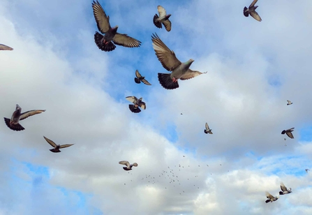 A group of pigeons in a blue sky
