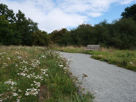 a view through flowers to a bench on a path