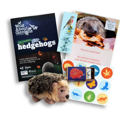A hedgehog soft toy, booklet, seeds, certificate, bookmark and stickers