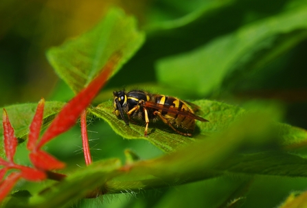 A common wasp on a leaf