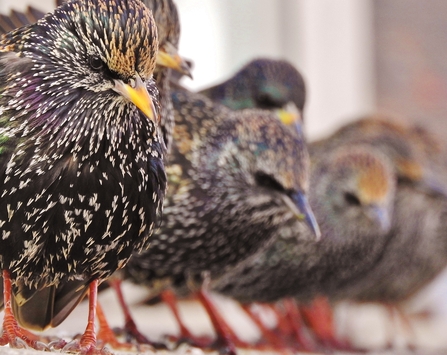 a group of starlings