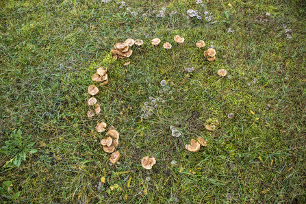 A circle of mushrooms - a 'fairy ring'