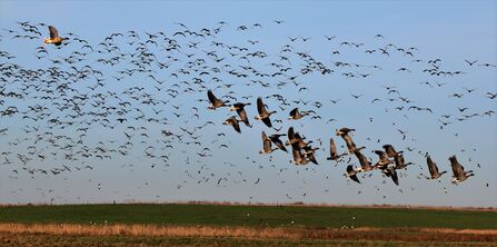 flocks of geese flying above a marsh