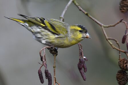 a siskin in an alder tree