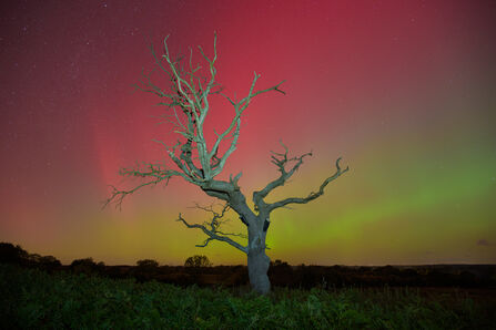 Northern Lights behind a dead tree