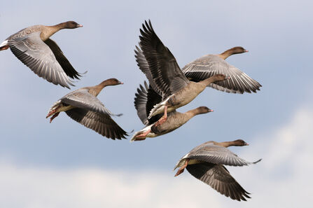 five pink-footed geese flying in the sky