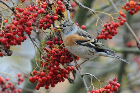 A brambling eating from a bush of red berries