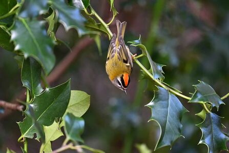A firecrest hanging off a holly branch