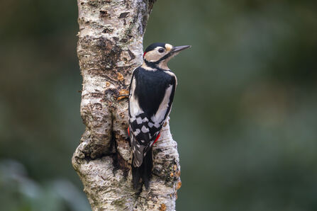 a great spotted woodpecker on a tree trunk