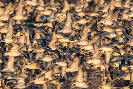a large flock of knot