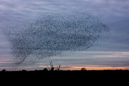 a murmuration of starlings at sunset