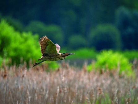 A bittern flies over golden reeds
