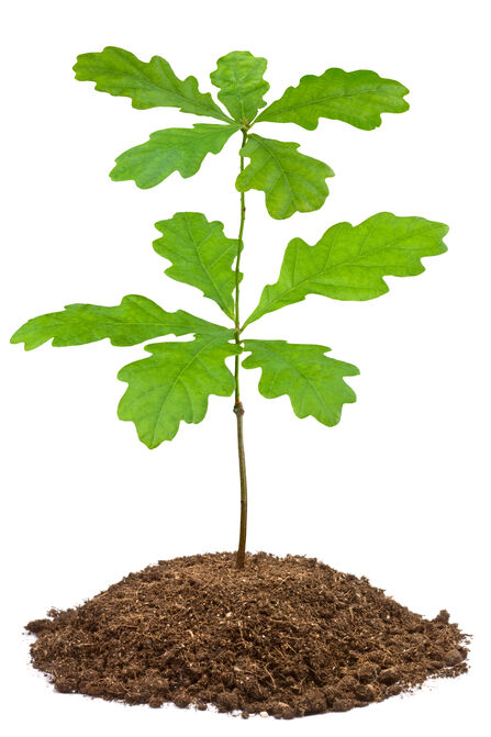 An oak tree sapling