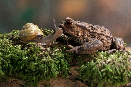 a common toad and snail with yellow shell looking at each other