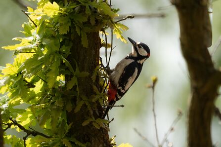 a great spotted woodpecker on a tree trunk