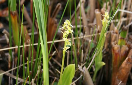 A fen orchid