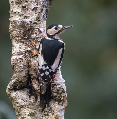 A great spotted woodpecker perches on the trunk of a tree