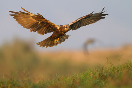 A marsh harrier with outstretched wings flying low over a field.