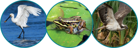 A spoonbill, northern pool frog and osprey in individual decorative circles