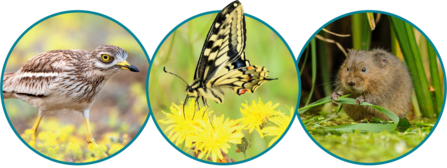 A stone curlew, swallowtail butterfly and water vole in individual decorative circles