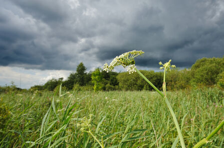 A green caterpillar on a milk parsley plant, stormy grey skies overhead. 