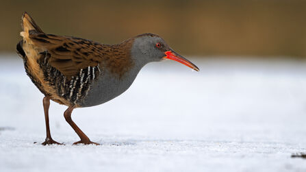 a water rail standing in snow