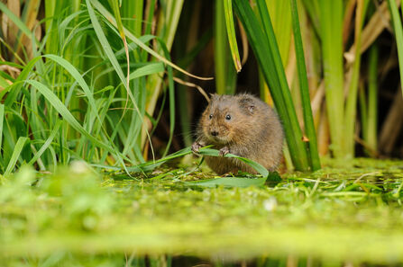 A water vole munches on a leaf