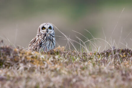a short eared owl on frosty ground