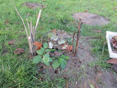 Sticks, leaves and plants arrange in the mud like an artwork. 