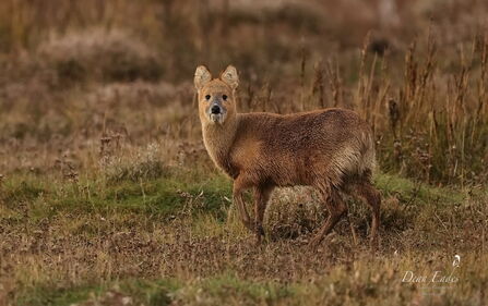 A short fluffy deer with two tusks.