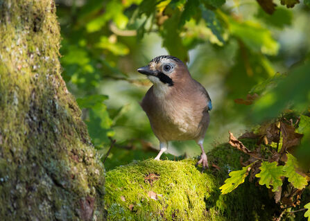 A jay perches on the branch of an oak tree