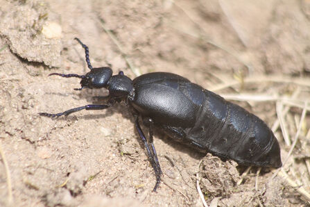 A long, black beetle.