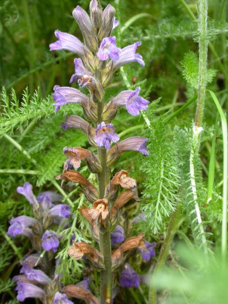 A tall plants with little purple flowers. 