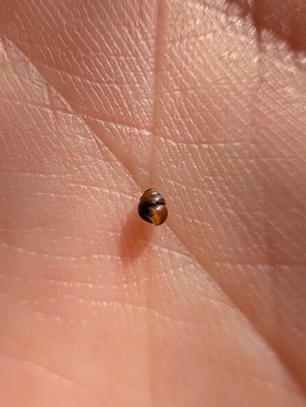 A tiny snail in the palm of someone's hand. 